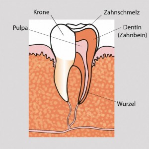 parodontolgie18